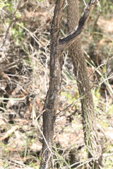 Leptospermum trinervium