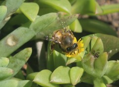 Apis mellifera scutellata