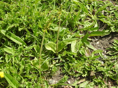 Neottia ovata
