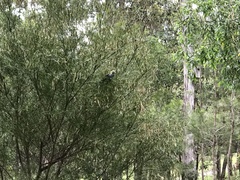 Platycercus adscitus