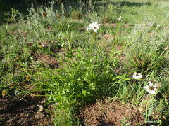 Callilepis laureola