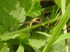 Volucella bombylans