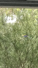 Platycercus adscitus