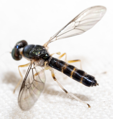 Merosargus caeruleifrons