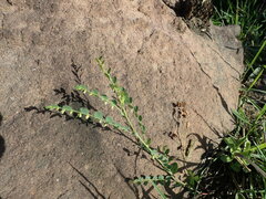 Phyllanthus glaucophyllus