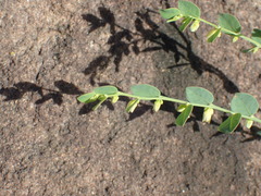 Phyllanthus glaucophyllus