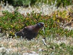 Columba guinea