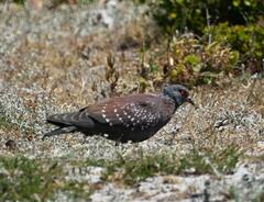 Columba guinea