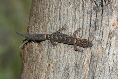 Christinus marmoratus