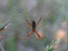 Argiope catenulata