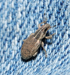Sitona discoideus