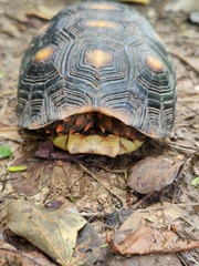 Chelonoidis carbonarius