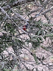 Myzomela sanguinolenta