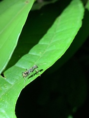 Formicoidea