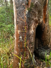 Cladium procerum