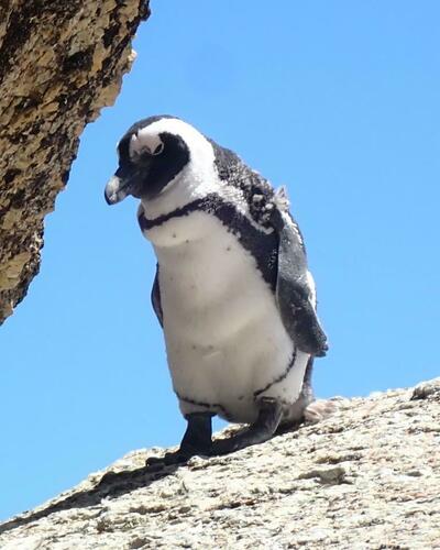 African penguins