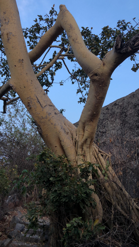 Ficus petiolaris image