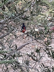 Myzomela sanguinolenta