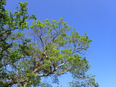 Heteropyxis natalensis