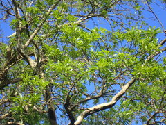 Heteropyxis natalensis