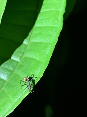 Formicoidea