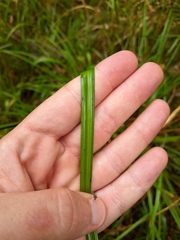 Cladium procerum