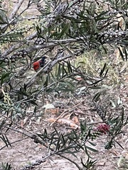 Myzomela sanguinolenta