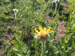 Lasiosiphon kraussianus