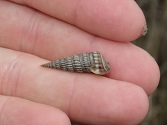 Cerithideopsis scalariformis