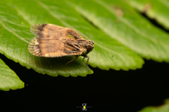 Bothriocera