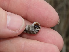 Cerithideopsis scalariformis