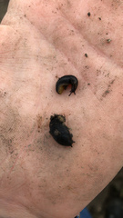 Arion hortensis