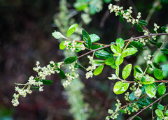 Rhamnaceae