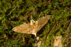 Neurophyseta