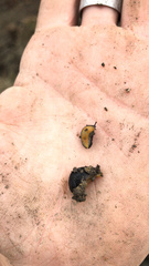 Arion hortensis