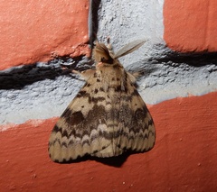 Lymantria incerta