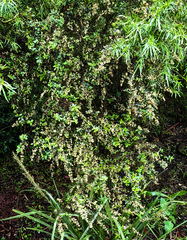 Rhamnaceae
