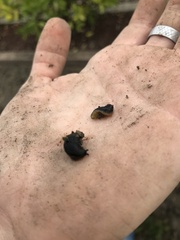 Arion hortensis