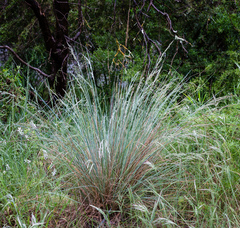 Poa labillardierei