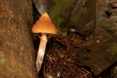 Psilocybe mexicana