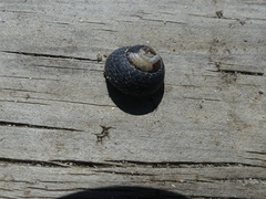 Chlorodiloma odontis