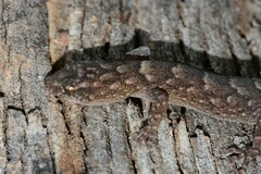 Christinus marmoratus
