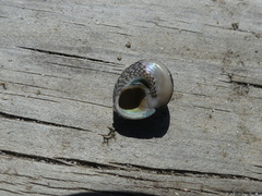 Chlorodiloma odontis