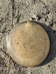 Abarenicola pacifica