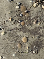 Abarenicola pacifica