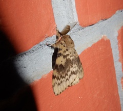 Lymantria incerta