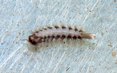 Polyxenida