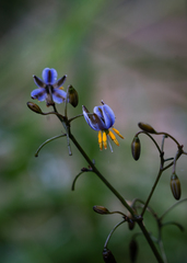 Dianella tasmanica