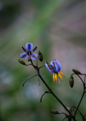 Dianella tasmanica