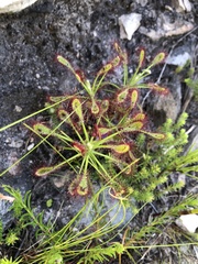 Drosera glabripes